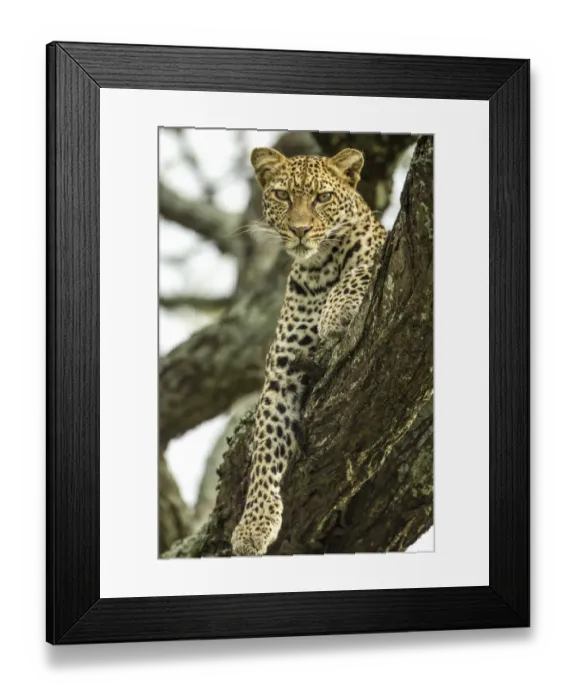 Framed Print : Leopard, Ndutu Plains, Tanzania Framed Print : Leopard, Ndutu Plains, Tanzania