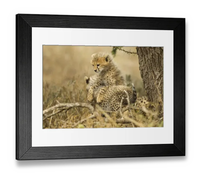 Framed Print : Cheetah Cubs, Ngorongoro, Tanzania Framed Print : Cheetah Cubs, Ngorongoro, Tanzania