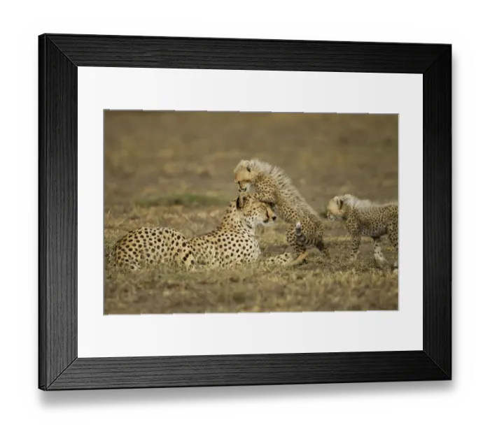 Framed Print : Cheetah Mother and Cubs, Ndutu Plains, Tanzania Framed Print : Cheetah Mother and Cubs, Ndutu Plains, Tanzania