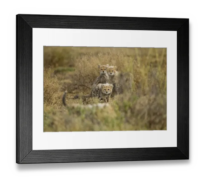 Framed Print : Cheetah Cubs at Play, Ndutu Plains, Tanzania