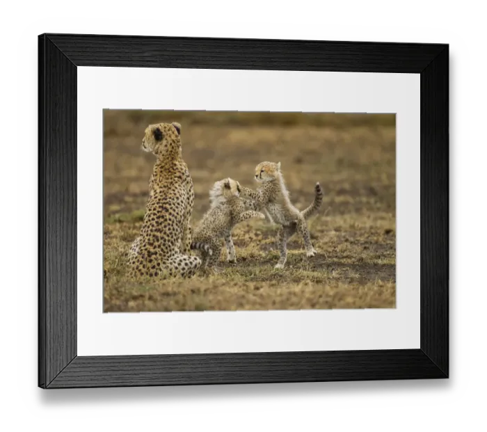 Framed Print : Cheetah Mother and Cubs, Ndutu Plains, Tanzania Framed Print : Cheetah Mother and Cubs, Ndutu Plains, Tanzania
