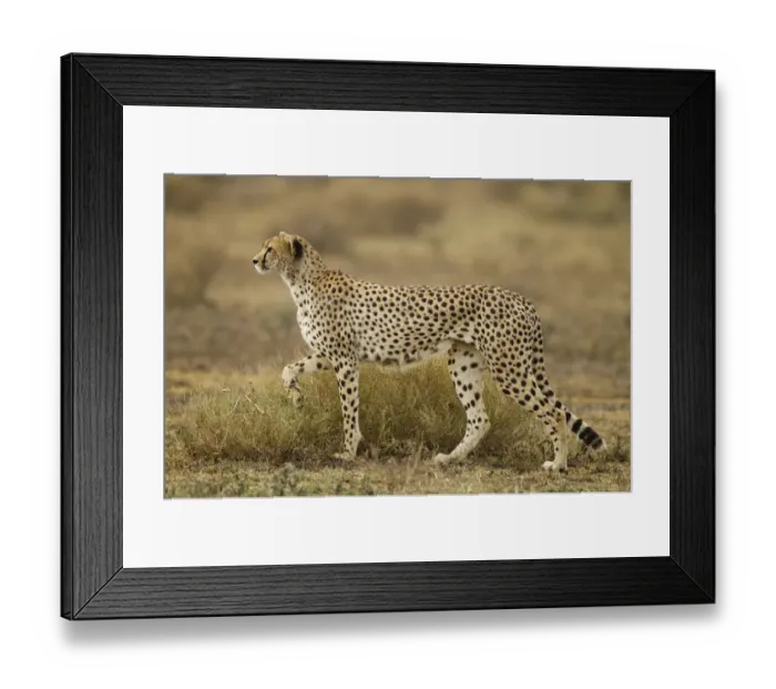 Framed Print : Cheetah, Ngorongoro Conservation Area, Tanzania Framed Print : Cheetah, Ngorongoro Conservation Area, Tanzania