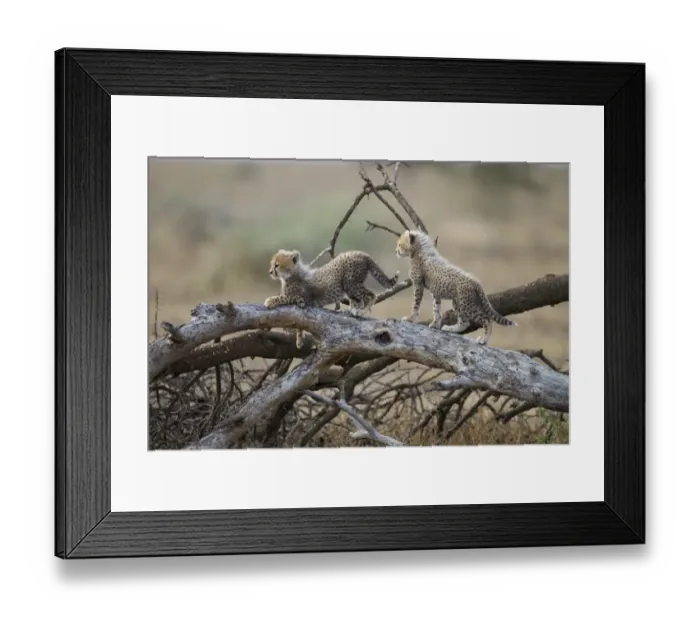 Framed Print : Cheetah Cubs Playing, Ndutu Plains, Tanzania