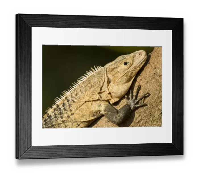 Framed Print : Black Iguana, Costa Rica Framed Print : Black Iguana, Costa Rica
