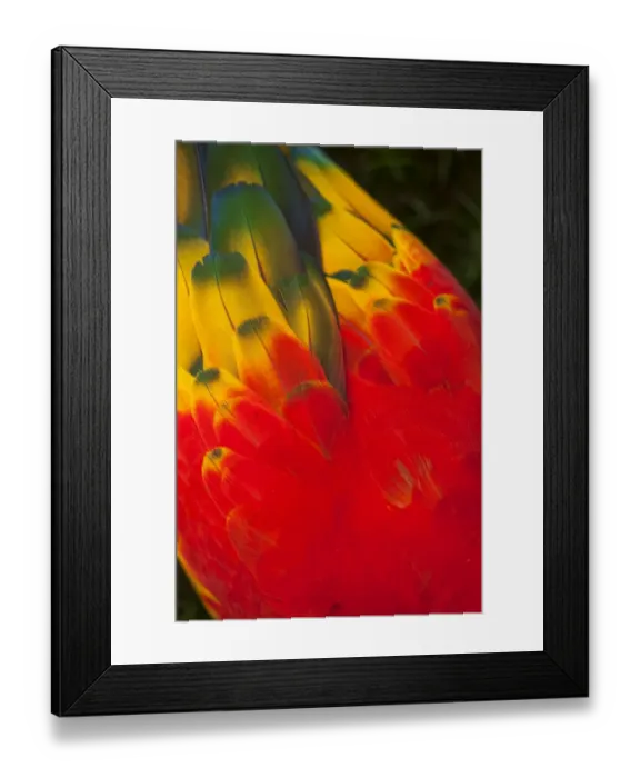 Framed Print : Brightly Coloured Scarlet Macaw Feather Art Framed Print : Brightly Coloured Scarlet Macaw Feather Art