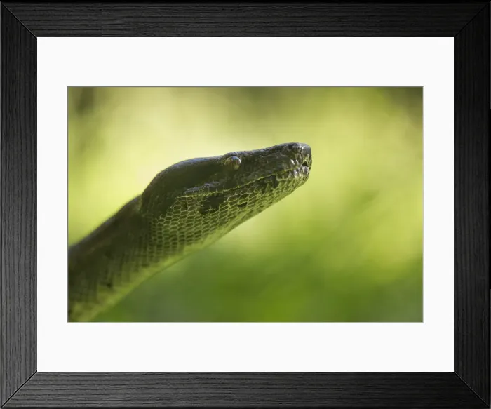 Framed Print : Boa Constrictor Snake, Costa Rica Framed Print : Boa Constrictor Snake, Costa Rica