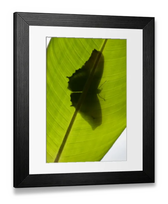 Framed Print : Butterfly, Costa Rica Framed Print : Butterfly, Costa Rica