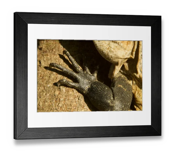 Framed Print : Black Iguana, Costa Rica