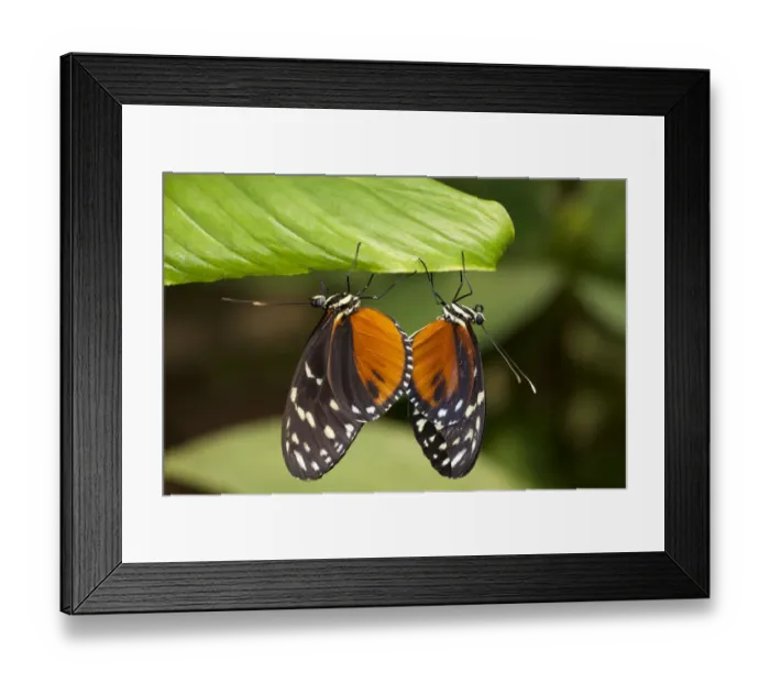 Framed Print : Tiger Longwing Butterfly, Costa Rica Framed Print : Tiger Longwing Butterfly, Costa Rica