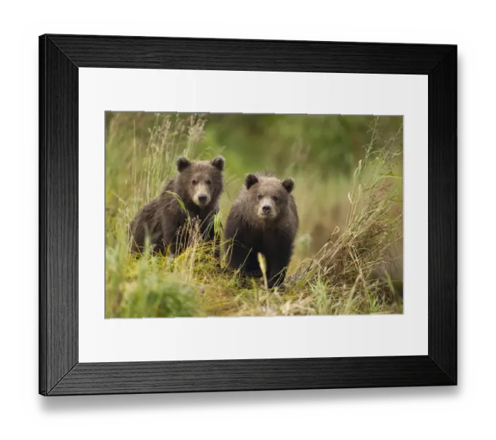 Framed Print : Brown Bear, Katmai National Park, Alaska Framed Print : Brown Bear, Katmai National Park, Alaska