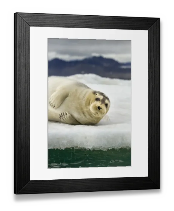 Framed Print : Bearded Seal, Svalbard, Norway Framed Print : Bearded Seal, Svalbard, Norway