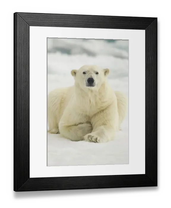 Framed Print : Polar Bear, Svalbard, Norway Framed Print : Polar Bear, Svalbard, Norway