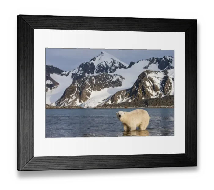 Framed Print : Polar Bear, Svalbard, Norway