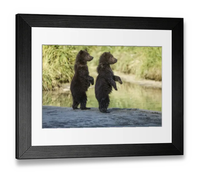 Framed Print : Brown Bear Cubs, Katmai National Park, Alaska Framed Print : Brown Bear Cubs, Katmai National Park, Alaska