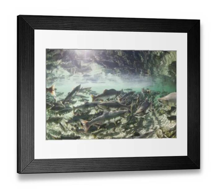 Framed Print : Spawning Salmon, Katmai National Park, Alaska