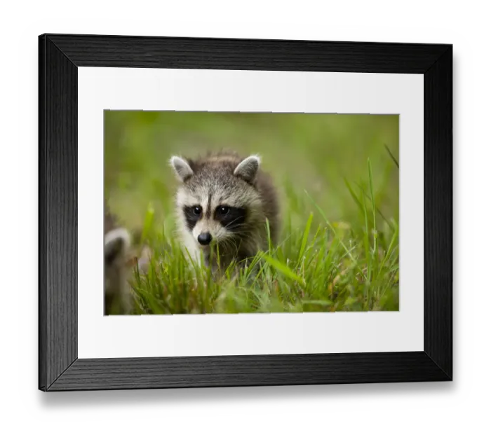 Framed Print : Raccoon, Assateague Island, Maryland Framed Print : Raccoon, Assateague Island, Maryland