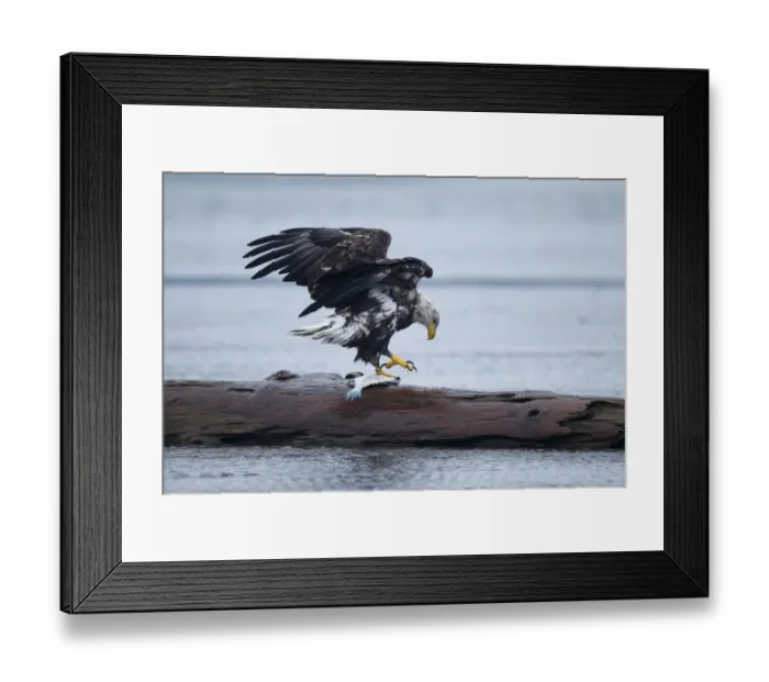 Framed Print : Bald Eagle, Alaska Framed Print : Bald Eagle, Alaska