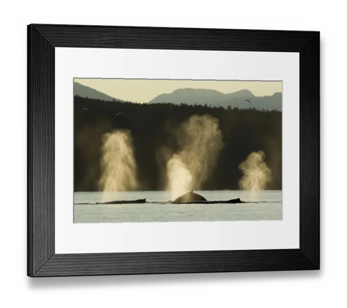 Framed Print : Spouting Humpback Whale, Alaska
