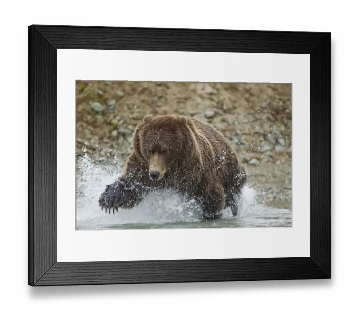 Framed Print : Fishing Brown Bear, Katmai National Park, Alaska Framed Print : Fishing Brown Bear, Katmai National Park, Alaska
