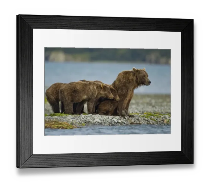 Framed Print : Brown Bear and Cubs, Katmai National Park, Alaska Framed Print : Brown Bear and Cubs, Katmai National Park, Alaska