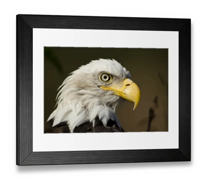 Framed Print : Bald Eagle, Alaska