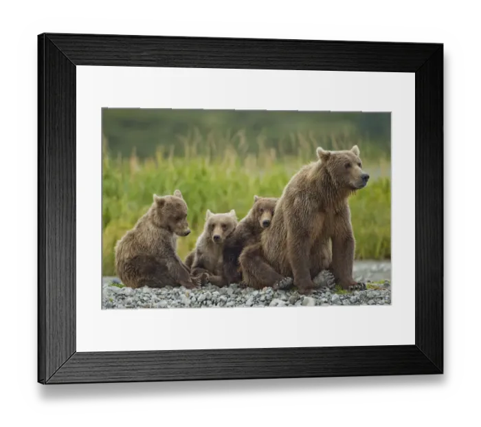Framed Print : Brown Bear and Cubs, Katmai National Park, Alaska Framed Print : Brown Bear and Cubs, Katmai National Park, Alaska