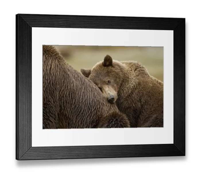 Framed Print : Brown Bear Cub, Katmai National Park, Alaska Framed Print : Brown Bear Cub, Katmai National Park, Alaska