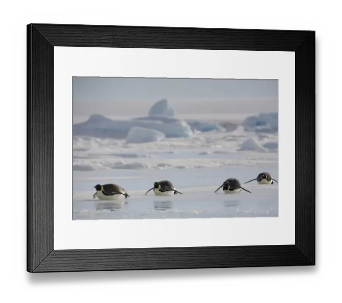 Framed Print : Antarctica, Snow Hill Island, emperor penguins lying on ice Framed Print : Antarctica, Snow Hill Island, emperor penguins lying on ice