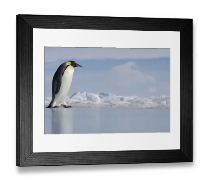 Framed Print : Antarctica, Snow Hill Island, emperor penguin on ice, side view Framed Print : Antarctica, Snow Hill Island, emperor penguin on ice, side view