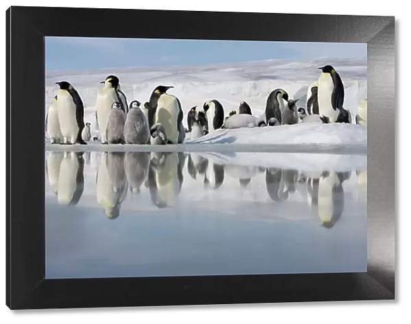 Antarctica, Snow Hill Island, emperor penguins on ice