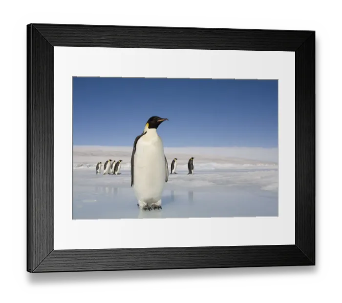 Framed Print : Antarctica, Snow Hill Island, emperor penguins on ice Framed Print : Antarctica, Snow Hill Island, emperor penguins on ice
