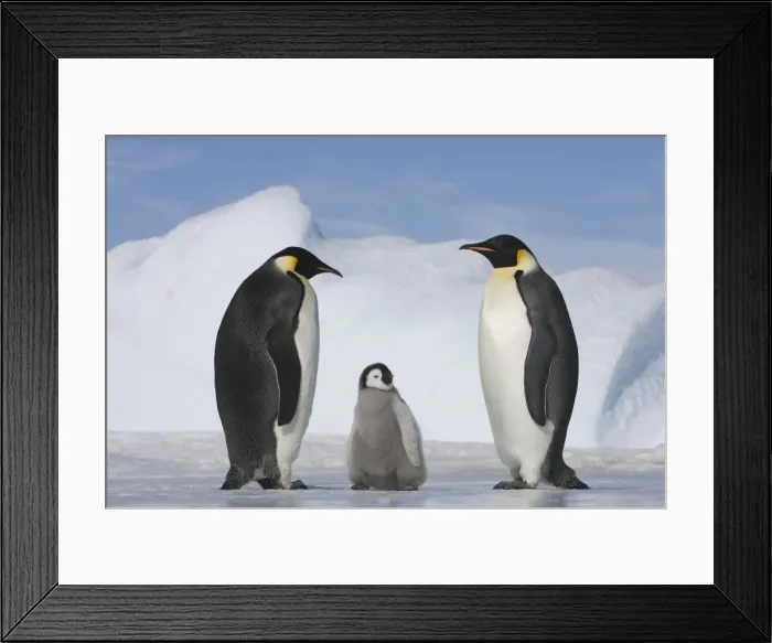 Framed Print : Antarctica, Snow Hill Island, two emperor penguins with chick Framed Print : Antarctica, Snow Hill Island, two emperor penguins with chick