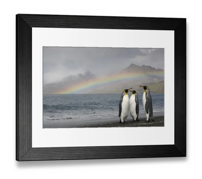 Framed Print : Three king penguins (Aptenodytes patagonicus) on shoreline Framed Print : Three king penguins (Aptenodytes patagonicus) on shoreline