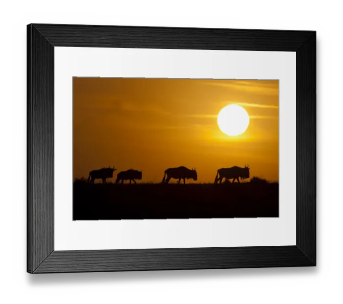 Framed Print : Wildebeest, Masai Mara Game Reserve, Kenya Framed Print : Wildebeest, Masai Mara Game Reserve, Kenya
