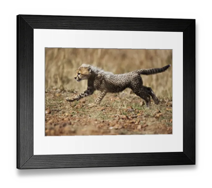 Framed Print : Cheetah, ai Mara Game Reserve, Kenya Framed Print : Cheetah, ai Mara Game Reserve, Kenya