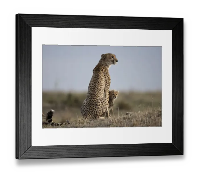 Framed Print : Cheetah and Cub, Masai Mara Game Reserve, Kenya Framed Print : Cheetah and Cub, Masai Mara Game Reserve, Kenya