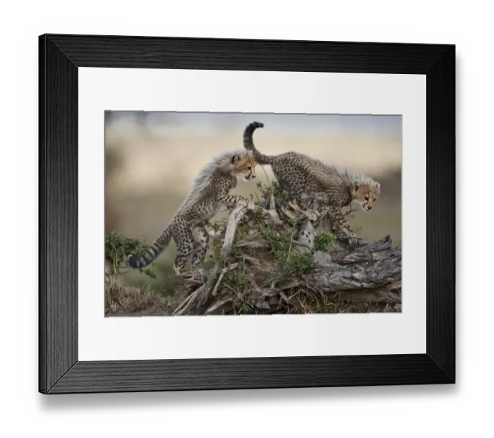 Framed Print : Cheetah Cubs, Masai Mara Game Reserve, Kenya Framed Print : Cheetah Cubs, Masai Mara Game Reserve, Kenya