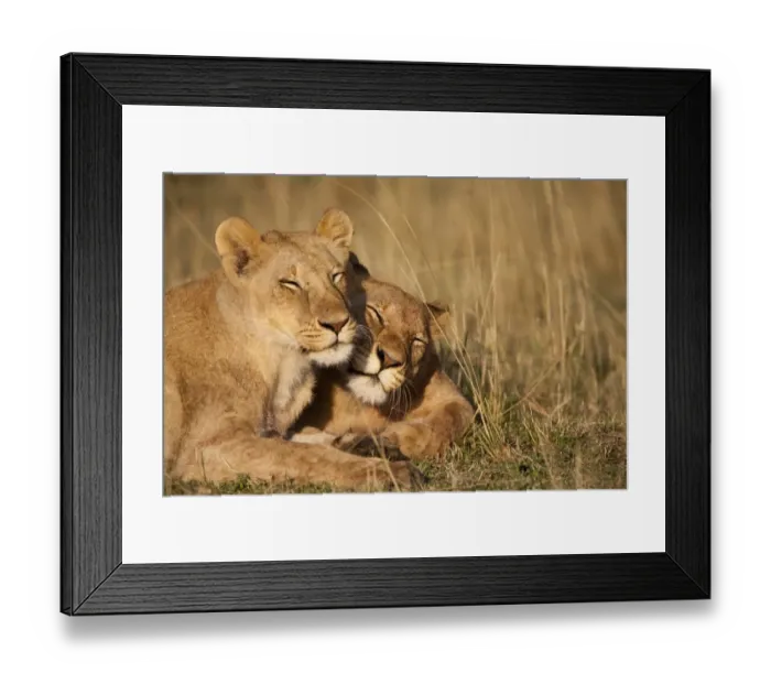 Framed Print : Lion Pride, Masai Mara Game Reserve, Kenya Framed Print : Lion Pride, Masai Mara Game Reserve, Kenya