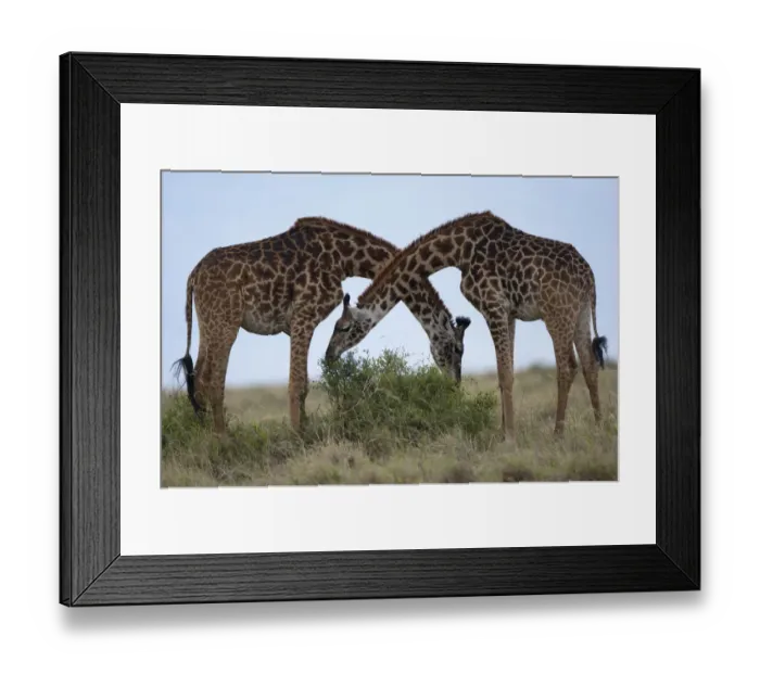 Framed Print : Giraffes, Masai Mara Game Reserve, Kenya Framed Print : Giraffes, Masai Mara Game Reserve, Kenya