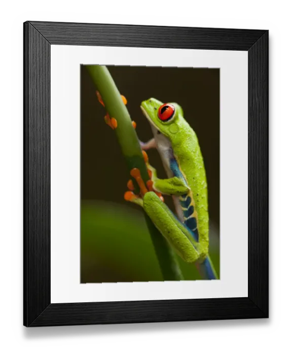 Framed Print : Red-Eyed Tree Frog, Costa Rica Framed Print : Red-Eyed Tree Frog, Costa Rica