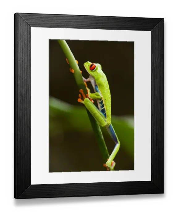 Framed Print : Red-Eyed Tree Frog, Costa Rica Framed Print : Red-Eyed Tree Frog, Costa Rica