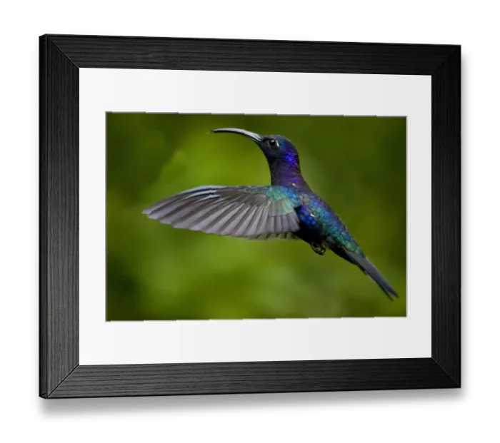 Framed Print : Hummingbird, Costa Rica Framed Print : Hummingbird, Costa Rica