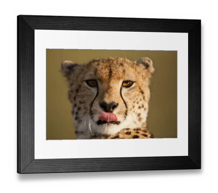 Framed Print : Cheetah Portrait, Masai Mara Game Reserve, Kenya Framed Print : Cheetah Portrait, Masai Mara Game Reserve, Kenya