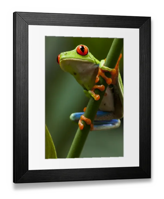 Framed Print : Red-Eyed Tree Frog, Costa Rica Framed Print : Red-Eyed Tree Frog, Costa Rica