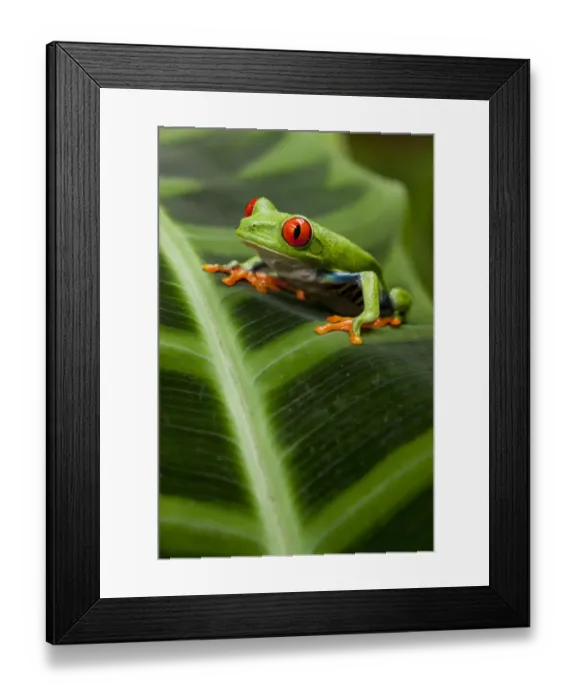 Framed Print : Red-Eyed Tree Frog, Costa Rica Framed Print : Red-Eyed Tree Frog, Costa Rica