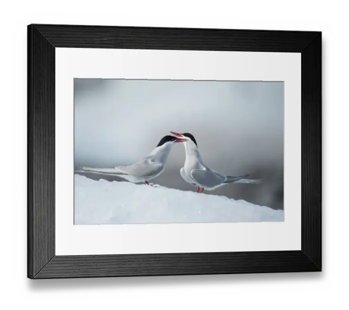 Framed Print : Arctic Terns, Skaftafell National Park, Iceland Framed Print : Arctic Terns, Skaftafell National Park, Iceland