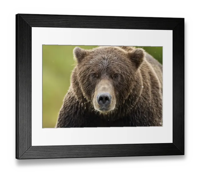 Framed Print : Brown Bear, Katmai National Park, Alaska Framed Print : Brown Bear, Katmai National Park, Alaska