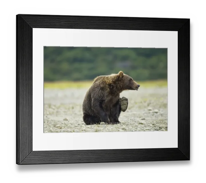 Framed Print : Brown Bear, Katmai National Park, Alaska Framed Print : Brown Bear, Katmai National Park, Alaska