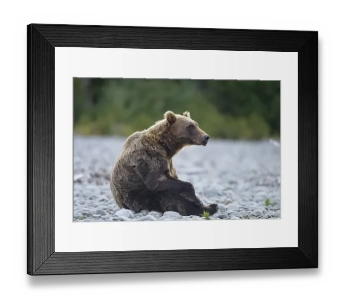 Framed Print : Brown Bear, Katmai National Park, Alaska Framed Print : Brown Bear, Katmai National Park, Alaska