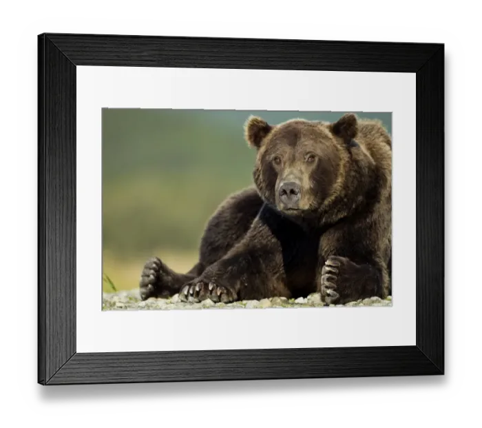Framed Print : Brown Bear, Katmai National Park, Alaska Framed Print : Brown Bear, Katmai National Park, Alaska